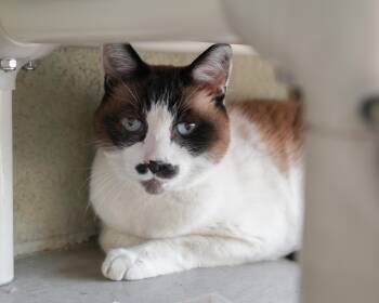 Mustachio -  Domestic Short Hair Cat for Adoption in Boise, Idaho - Mustachio | PetCurious