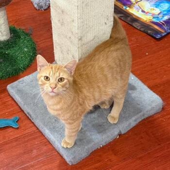 Ziggy -  Domestic Short Hair Cat for Adoption in Gibsonia, Pennsylvania - Ziggy | PetCurious