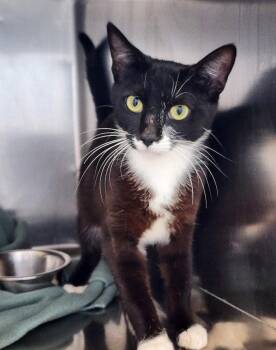 Valentino Suave -  Domestic Short Hair Cat for Adoption in Hilton Head Island, South Carolina - Valentino Suave | PetCurious