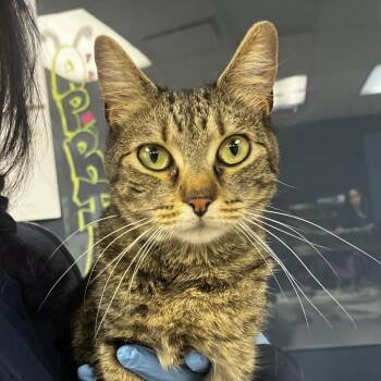 Domestic Short Hair Cats Available for Adoption in Vineland, New Jersey - Randi | PetCurious