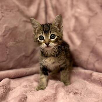 Sherpa -  Domestic Short Hair Cat for Adoption in Bountiful, Utah - Sherpa | PetCurious