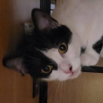 Domestic Short Hair Cats Available for Adoption in New York, New York - Evy | PetCurious