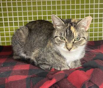Charm -  Domestic Short Hair Cat for Adoption in Bridgeport, Connecticut - Charm | PetCurious
