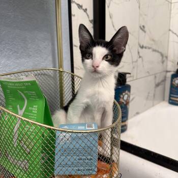 Sassy -  Tuxedo Cat for Adoption in Fresno, California - Sassy | PetCurious
