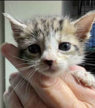 Domestic Short Hair Cats Available for Adoption in Bulverde, Texas - Pip | PetCurious