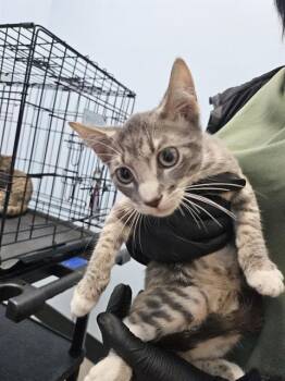 FRANKLIN -  Domestic Short Hair Cat for Adoption in Palmetto, Florida - FRANKLIN | PetCurious