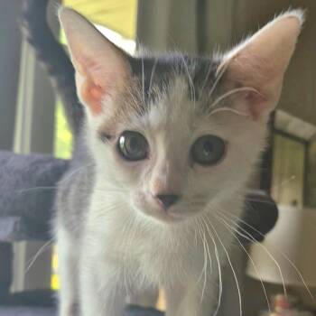 Dosa -  Domestic Short Hair Cat for Adoption in Richmond, Virginia - Dosa | PetCurious