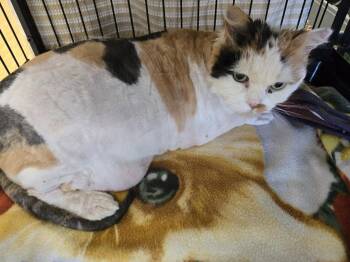 W2 Biscuit -  Domestic Long Hair Cat Available for Adoption in Southbury, Connecticut - W2 Biscuit | PetCurious