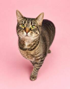Bengal and Tabby Cats Available for Adoption in Bedford Hills, New York - Denim Is A Living Doll - Darling THERAPY CAT - VIDEOS | PetCurious