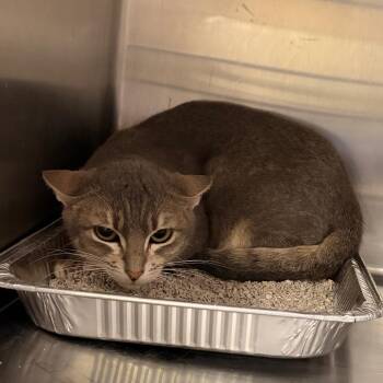Cement* -  Domestic Short Hair Cat for Adoption in San Gabriel, California - Cement* | PetCurious