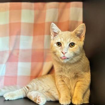 Picasso -  Domestic Short Hair Cat for Adoption in Nashville, Indiana - Picasso | PetCurious