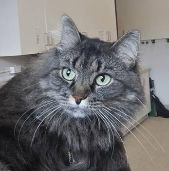 Marie -  Domestic Long Hair and Domestic Short Hair Cat for Adoption in Schenectady, New York - Marie | PetCurious