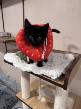 Rescue Domestic Medium Hair Cats for Adoption in Grand Forks, North Dakota - DMITRI | PetCurious