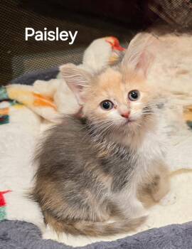 Paisley -  American Shorthair Cat for Adoption in Seven Valleys, Pennsylvania - Paisley | PetCurious