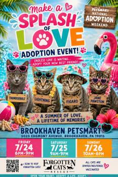 Brookhaven PS National Adoption Event 7/24-26 -  Domestic Short Hair Cat for Adoption in Greenville, Delaware - Brookhaven PS National Adoption Event 7/24-26 | PetCurious