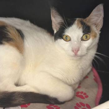 Domestic Short Hair Cats Available for Adoption in Port Washington, New York - Ditalini | PetCurious