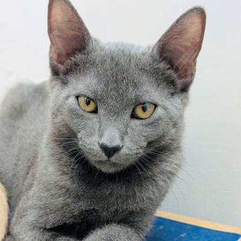 Smokey -  Domestic Short Hair Cat for Adoption in Fernandina Beach, Florida - Smokey | PetCurious