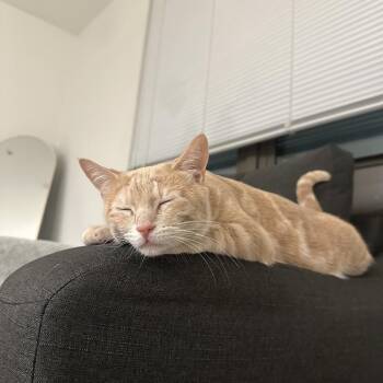 Domestic Short Hair Cats Available for Adoption - Lila Parks Jo | PetCurious
