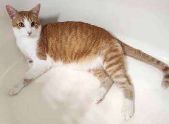 BLUMBF (most awesome kitty ever) -  Domestic Short Hair Cat for Adoption in Port Orange, Florida - BLUMBF (most Awesome Kitty Ever) | PetCurious