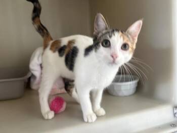COSETTE* -  Domestic Short Hair Cat for Adoption in Santa Cruz, California - COSETTE* | PetCurious