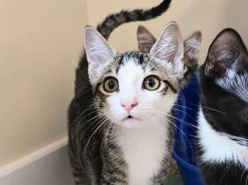 Mr Potato Head -  Domestic Short Hair Cat for Adoption in Sebastian, Florida - Mr Potato Head | PetCurious