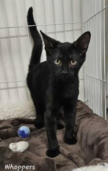 Whoppers -  Domestic Short Hair Cat for Adoption in Wapakoneta, Ohio - Whoppers | PetCurious
