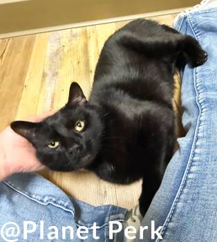 Armani - super loving handsome boy -  Domestic Short Hair Cat for Adoption in Oshkosh, Wisconsin - Armani - Super Loving Handsome Boy | PetCurious