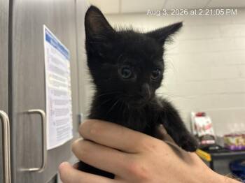 TUCK -  Domestic Long Hair Cat for Adoption in Ocala, Florida - TUCK | PetCurious
