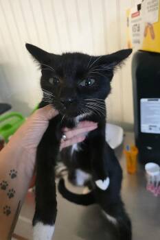 Rescue Domestic Short Hair Cats for Adoption in Zimmerman, Minnesota - Socks | PetCurious