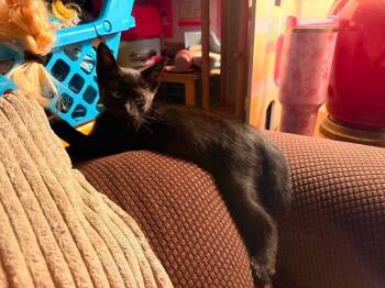 Baby Bat -  Domestic Short Hair Cat for Adoption in Deltona, Florida - Baby Bat | PetCurious