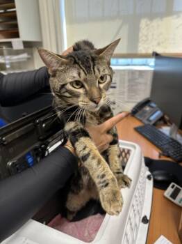 A142749 -  Domestic Short Hair Cat for Adoption in Burbank, California - A142749 | PetCurious