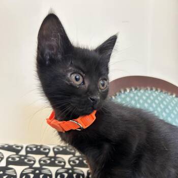 Domestic Short Hair Cats Available for Adoption in Park City, Utah - Onion | PetCurious