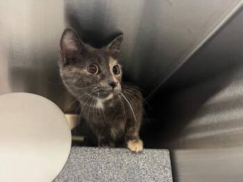 Domestic Short Hair Cats Available for Adoption in Colorado Springs, Colorado - PATCHES | PetCurious