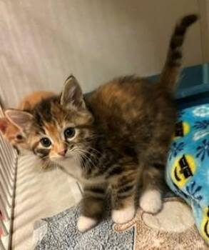 Dolly -  Domestic Short Hair Cat for Adoption in Mason City, Iowa - Dolly | PetCurious