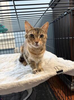 Hannah JN -  Domestic Short Hair Cat for Adoption in Greenville, South Carolina - Hannah JN | PetCurious