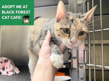 Domestic Short Hair Cats Available for Adoption in Fort Wayne, Indiana - PENELOPE | PetCurious