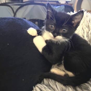 Domestic Short Hair Cats Available for Adoption - Vespa | PetCurious