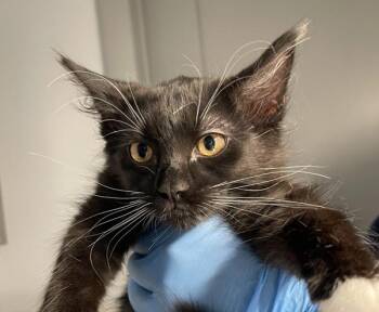 Marlon Brando -  Domestic Medium Hair Cat for Adoption in Golden, Colorado - Marlon Brando | PetCurious