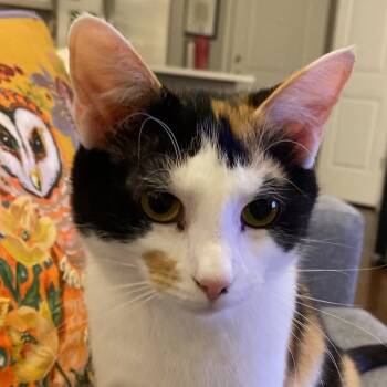 Rescue Domestic Short Hair Cats for Adoption in Naperville, Illinois - Abby | PetCurious