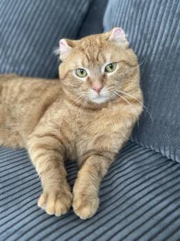 Domestic Short Hair Cats Available for Adoption in Chicago, Illinois - Cheeto Puff | PetCurious