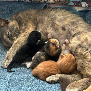 Domestic Short Hair Cats Available for Adoption in Evensville, Tennessee - Cammie 3 | PetCurious