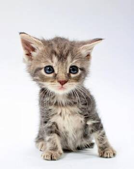 Domestic Short Hair Cats Available for Adoption in Morton Grove, Illinois - Tiny | PetCurious