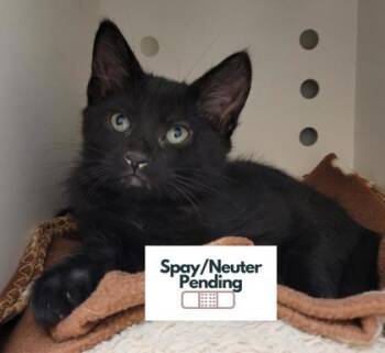 Latte -  Domestic Short Hair Cat for Adoption in Kalispell, Montana - Latte | PetCurious