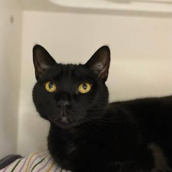 Domestic Short Hair Cats Available for Adoption in Philadelphia, Pennsylvania - Bobby Rodriguez | PetCurious
