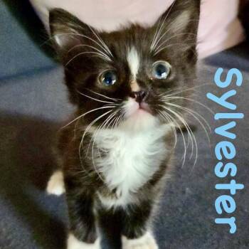 Domestic Short Hair Cats Available for Adoption in Reston, Virginia - Sylvester | PetCurious