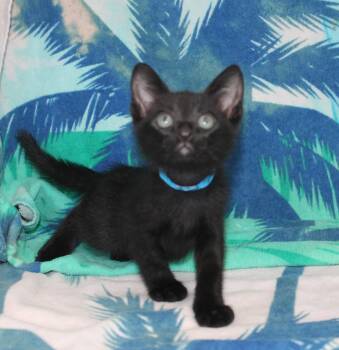 Grey - 43738 -  Domestic Short Hair Cat for Adoption in Prattville, Alabama - Grey - 43738 | PetCurious