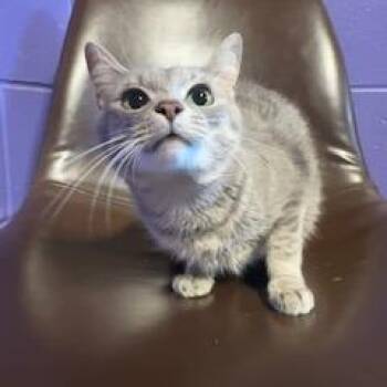 Domestic Short Hair Cats Available for Adoption in Enterprise, Alabama - Henny | PetCurious