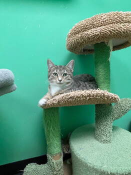 Rescue Tabby Cats for Adoption in Stone Mountain, Georgia - Shishito | PetCurious