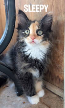 Rescue Calico and Domestic Medium Hair Cats for Adoption - Sleepy | PetCurious