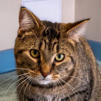 Hunky -  Domestic Short Hair Cat for Adoption in Oakville, Ontario - Hunky | PetCurious
